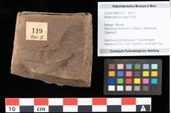 Foto (Objekt + Etikett) von Widdringtonia ungeri Endl. (NHMW-GEO-2024-0188-0119)
